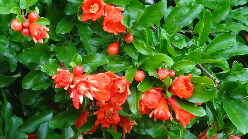 ザクロの花