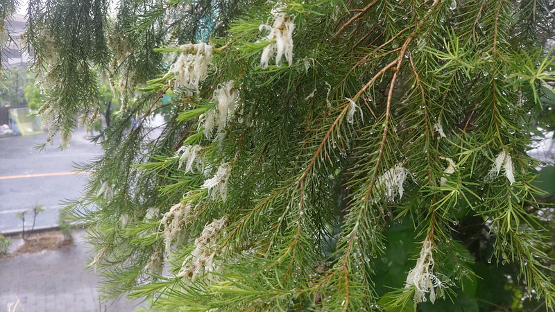 スノーインサマーの花