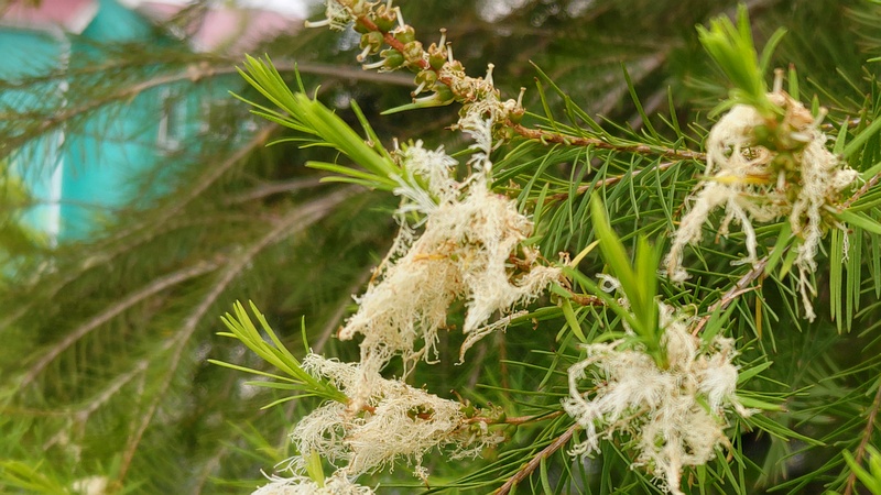 スノーインサマーの花後