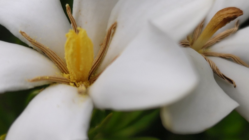 コクチナシの花