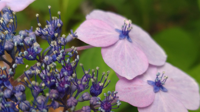 アジサイの花