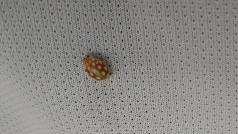 ムーアシロホシテントウ