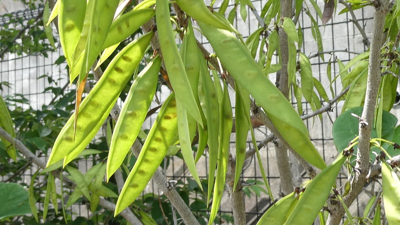 シロバナハナズオウの果実