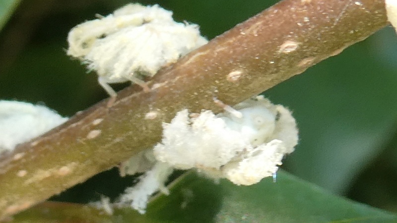 ツツジのチュウゴクアミガサハゴロモの幼虫