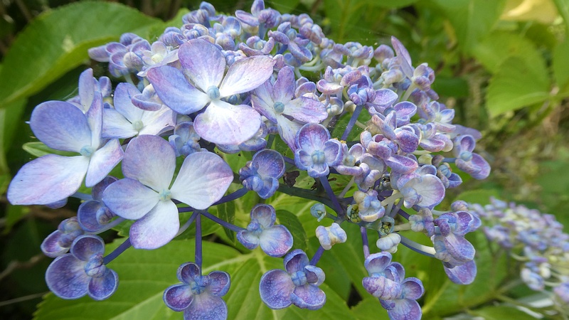 ウズアジサイの花
