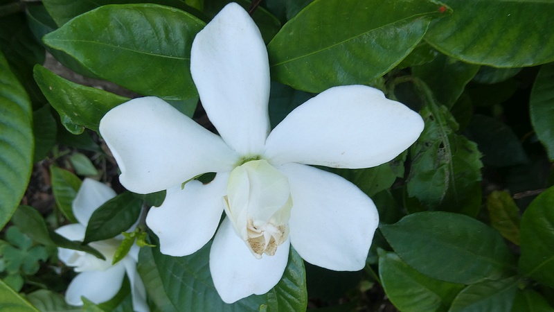 クチナシの花