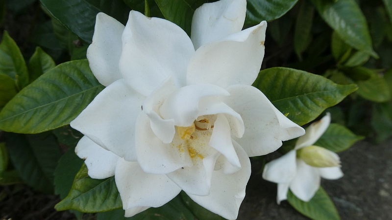 クチナシの花