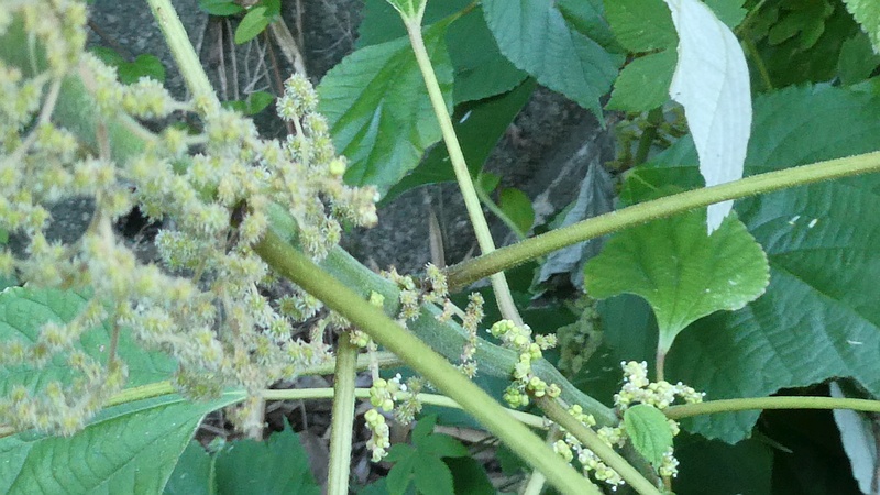 カラムシの花
