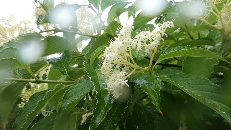 クマノミズキの花
