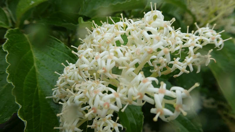 クマノミズキの花