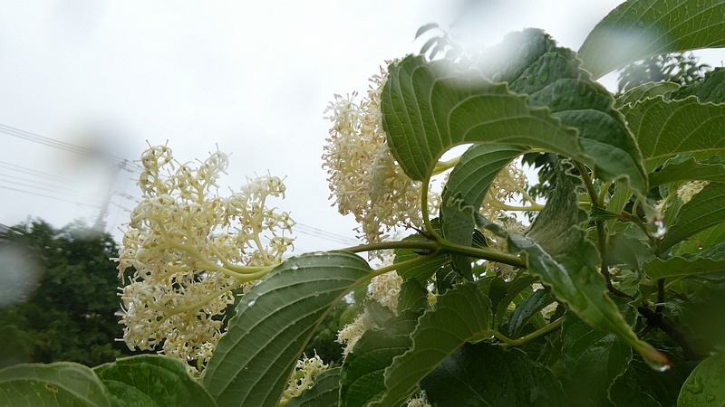 クマノミズキの花