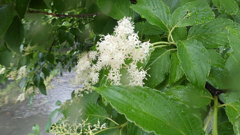 クマノミズキの花
