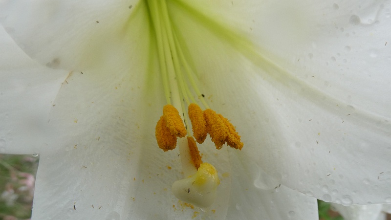 テッポウユリの花