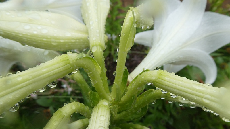 テッポウユリの花