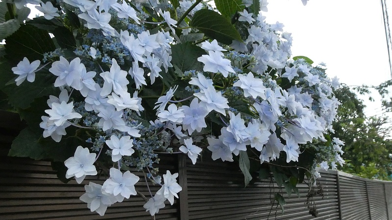 ガクアジサイの花（隅田の花火）