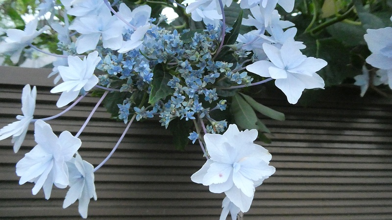 ガクアジサイの花（隅田の花火）