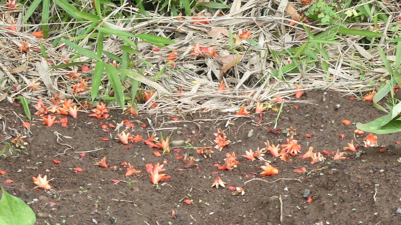 ザクロの花