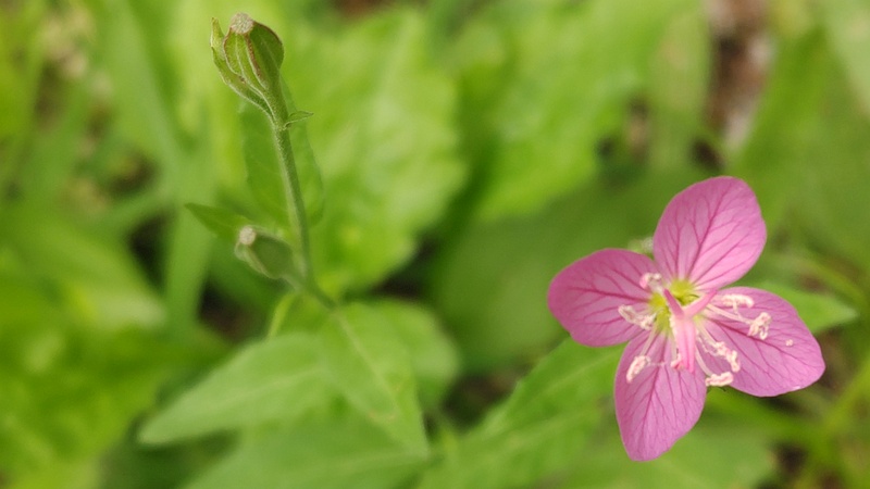 ユウゲショウの花