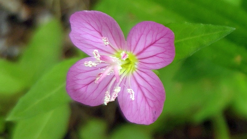 ユウゲショウの花