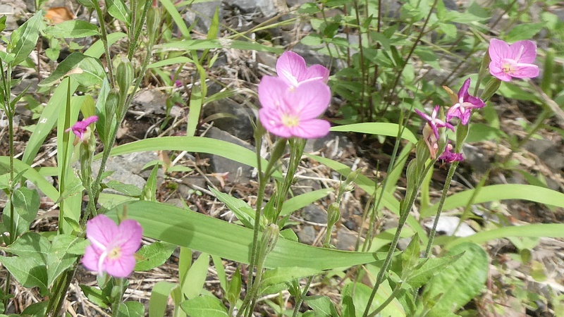 ユウゲショウの花