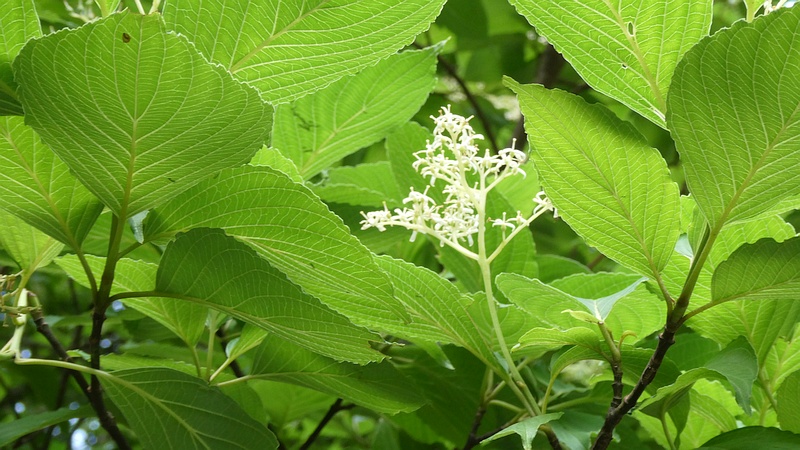 クマノミズキの花