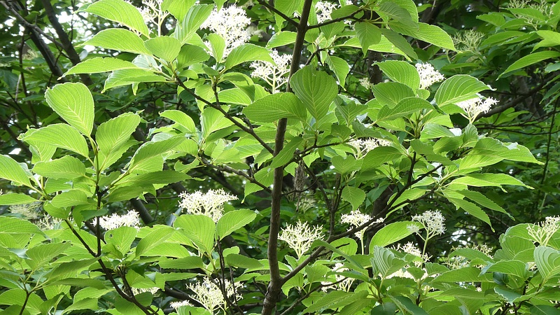 クマノミズキの花