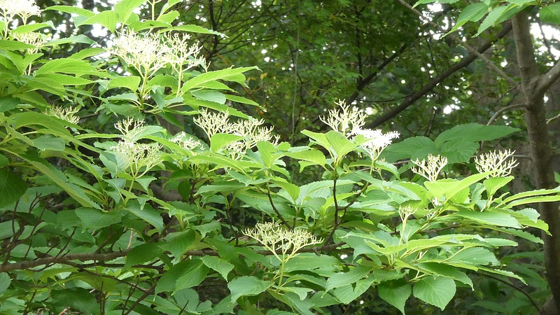 クマノミズキの花