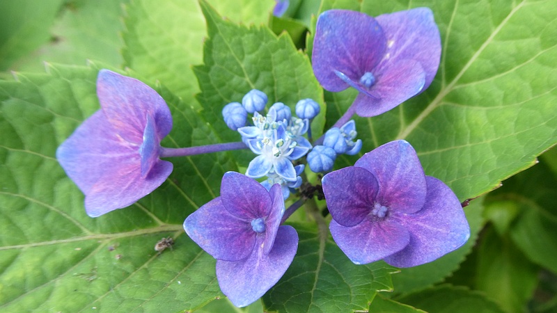 ガクアジサイの花