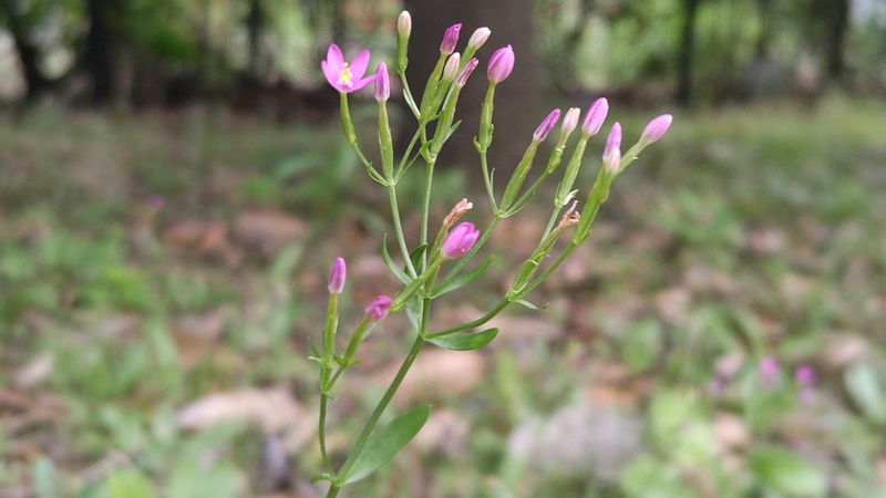 ベニバナセンブリの花