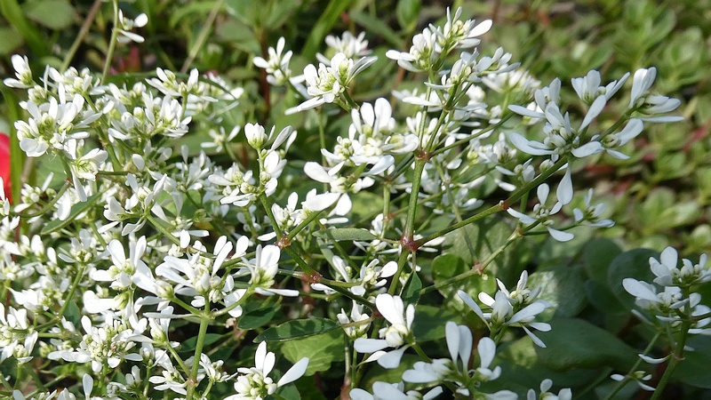 オトギリバニシキソウの花