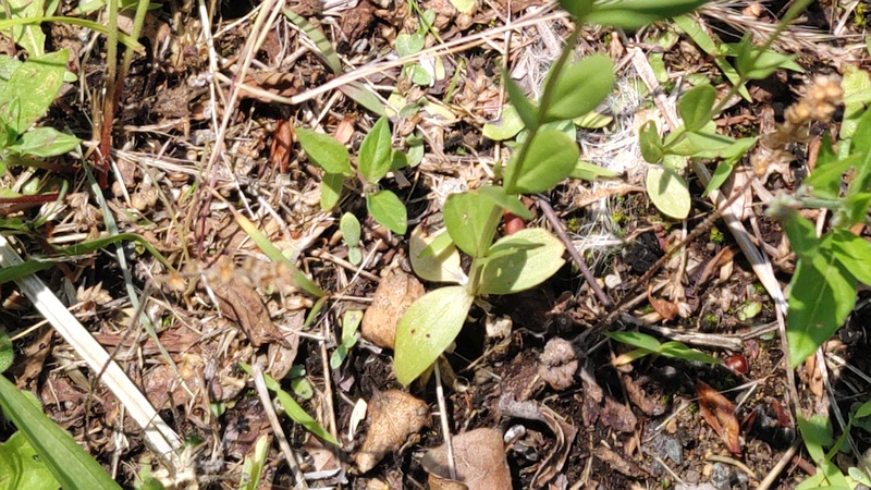 ベニバナセンブリの花