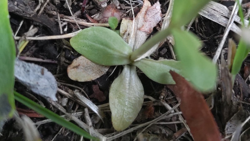 ベニバナセンブリの根生葉