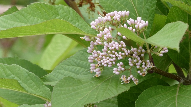 ムラサキシキブの蕾