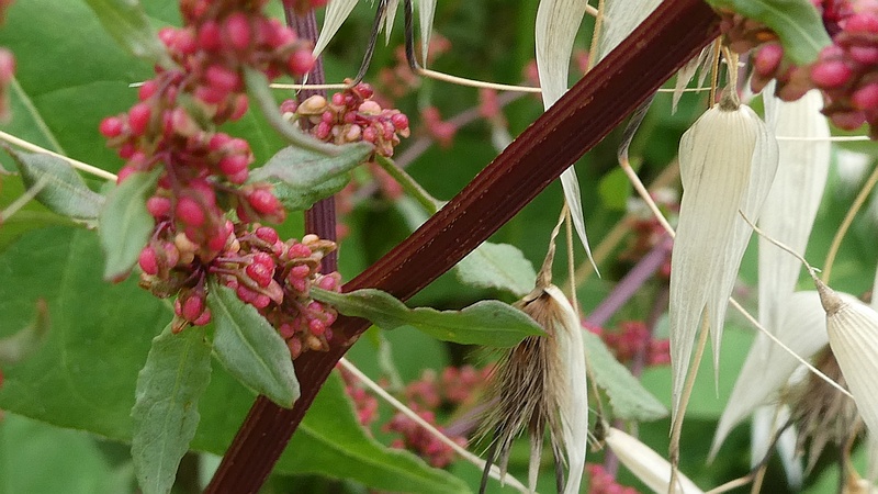 アレチギシギシの花とカラスムギの果実