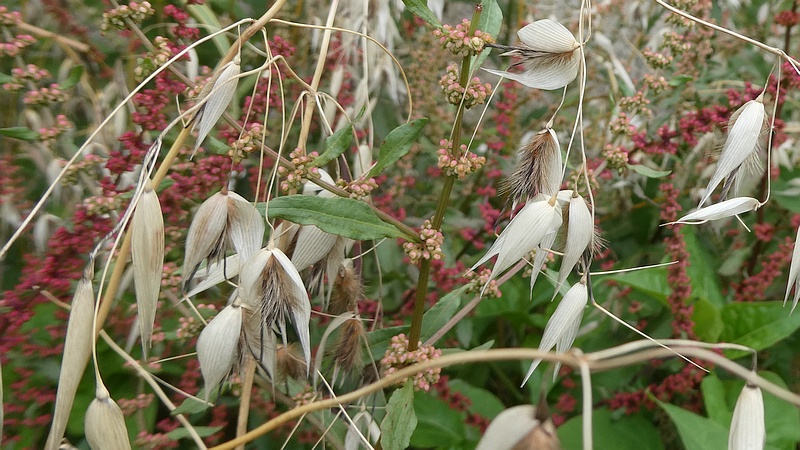 アレチギシギシの花とカラスムギの果実