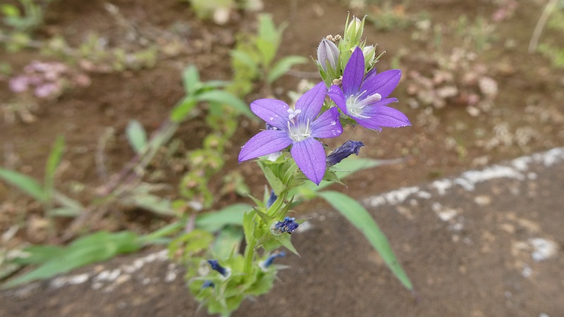 キキョウソウの花