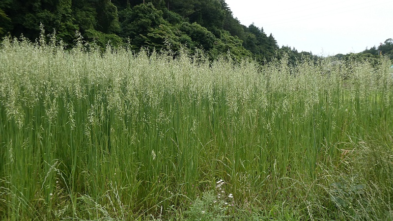 エンバクの果実