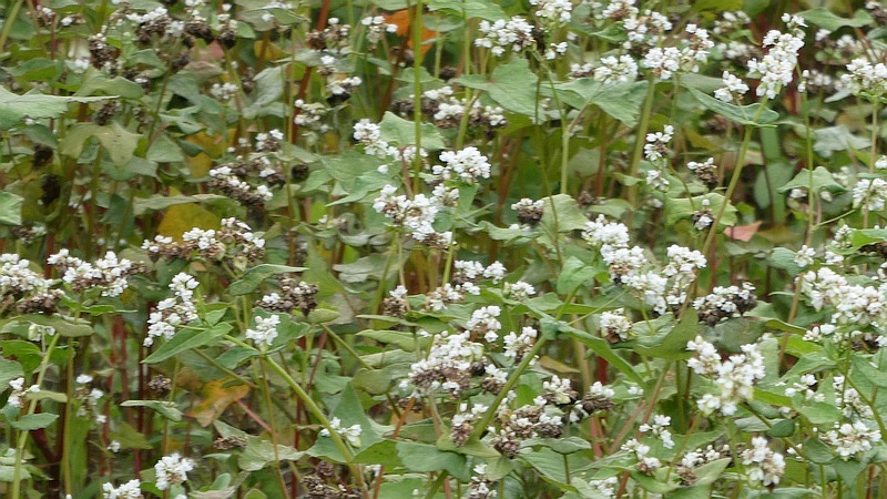 ソバの花