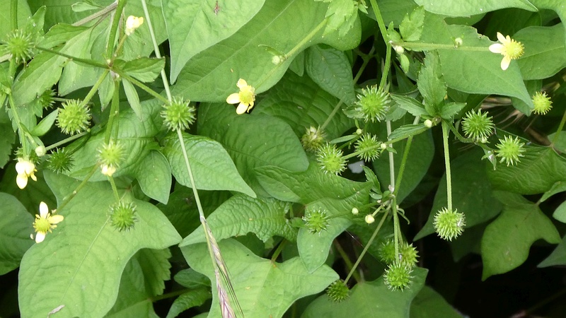キツネノボタンの花と果実