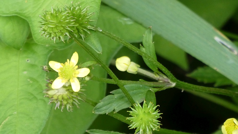 キツネノボタンの花と果実