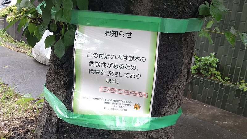 伐採のお知らせ