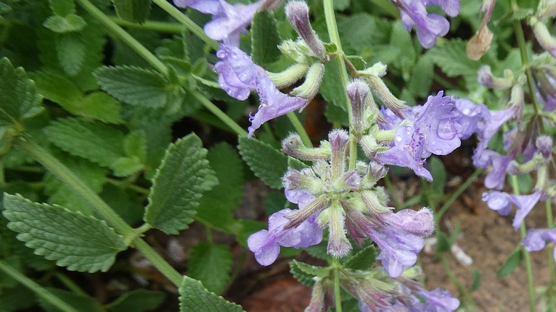 イヌハッカの花