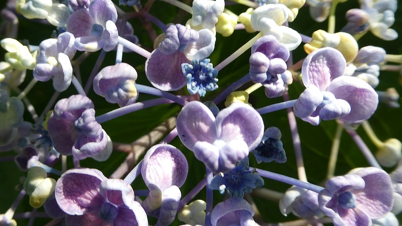 ウズアジサイの花