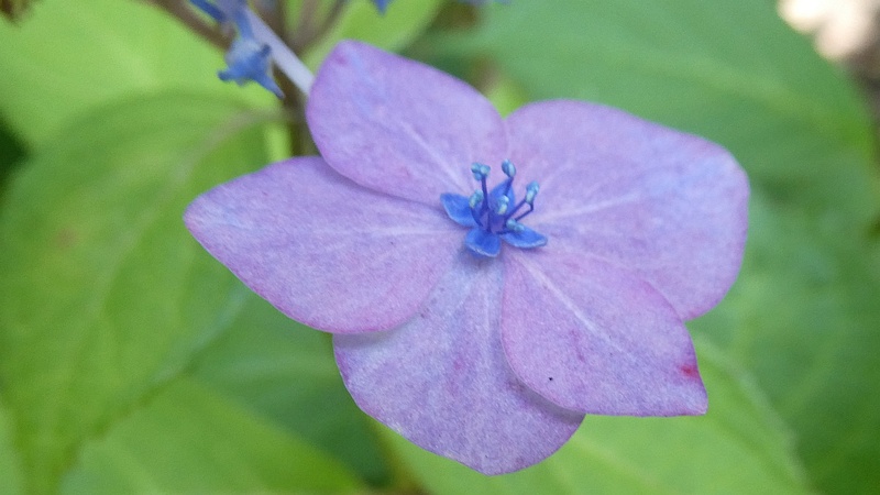 ガクアジサイの花