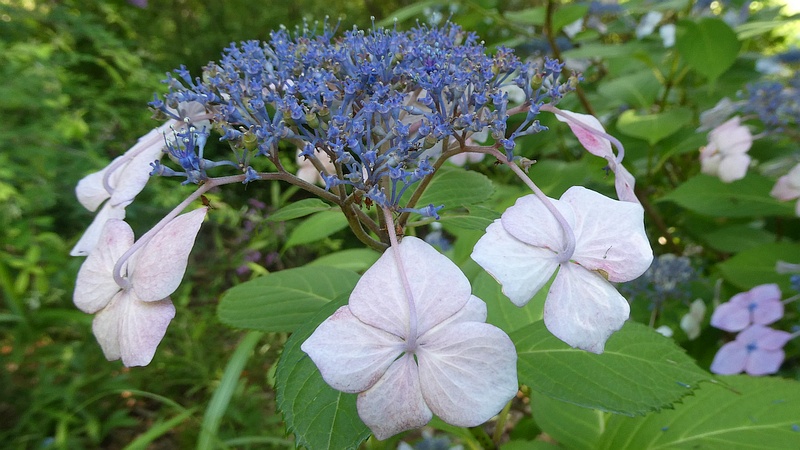ガクアジサイの花