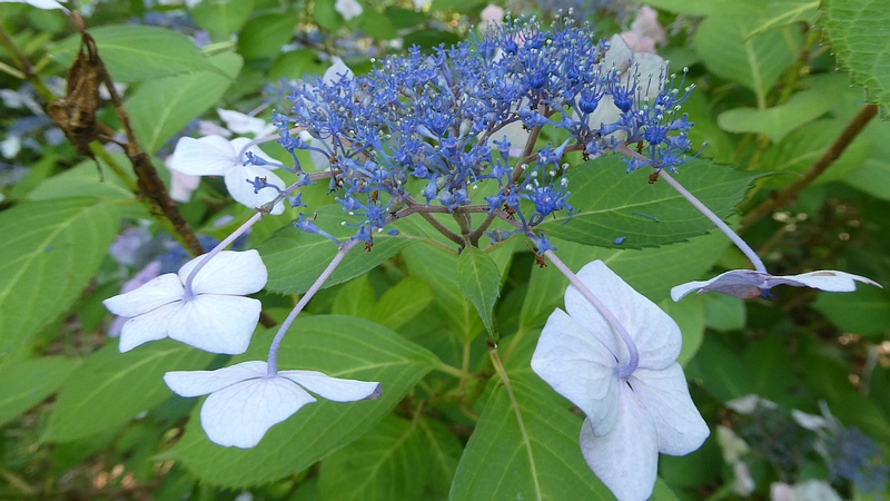 ガクアジサイの花