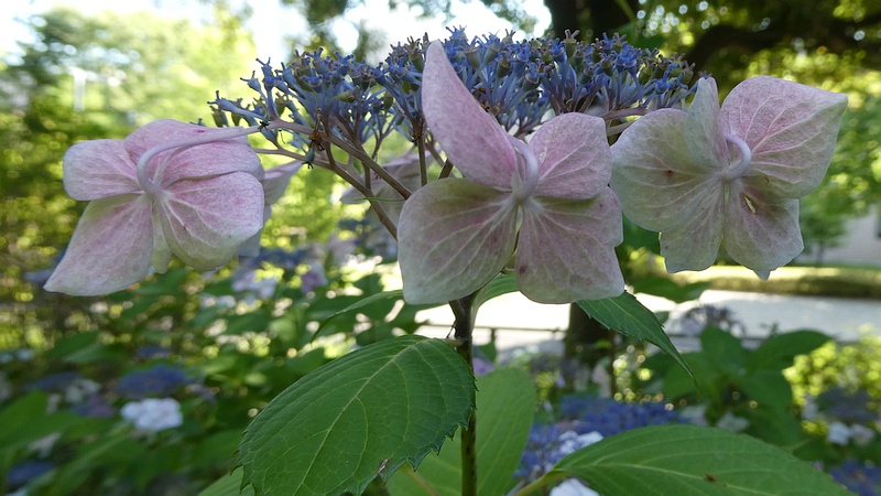 ガクアジサイの花