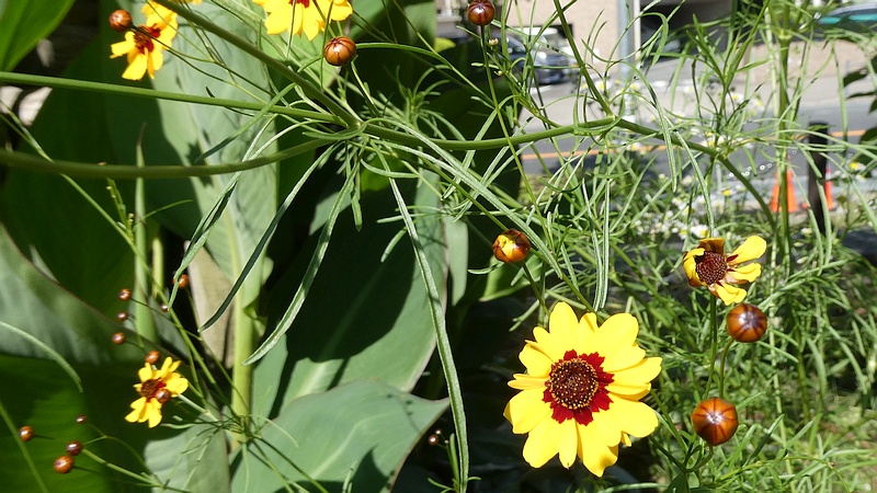 ハルシャギクの花