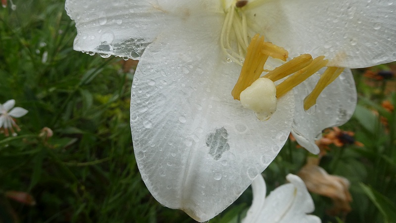 テッポウユリの花