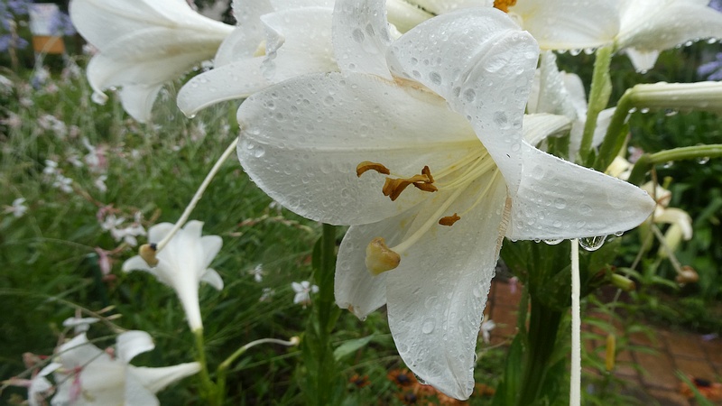 テッポウユリの花